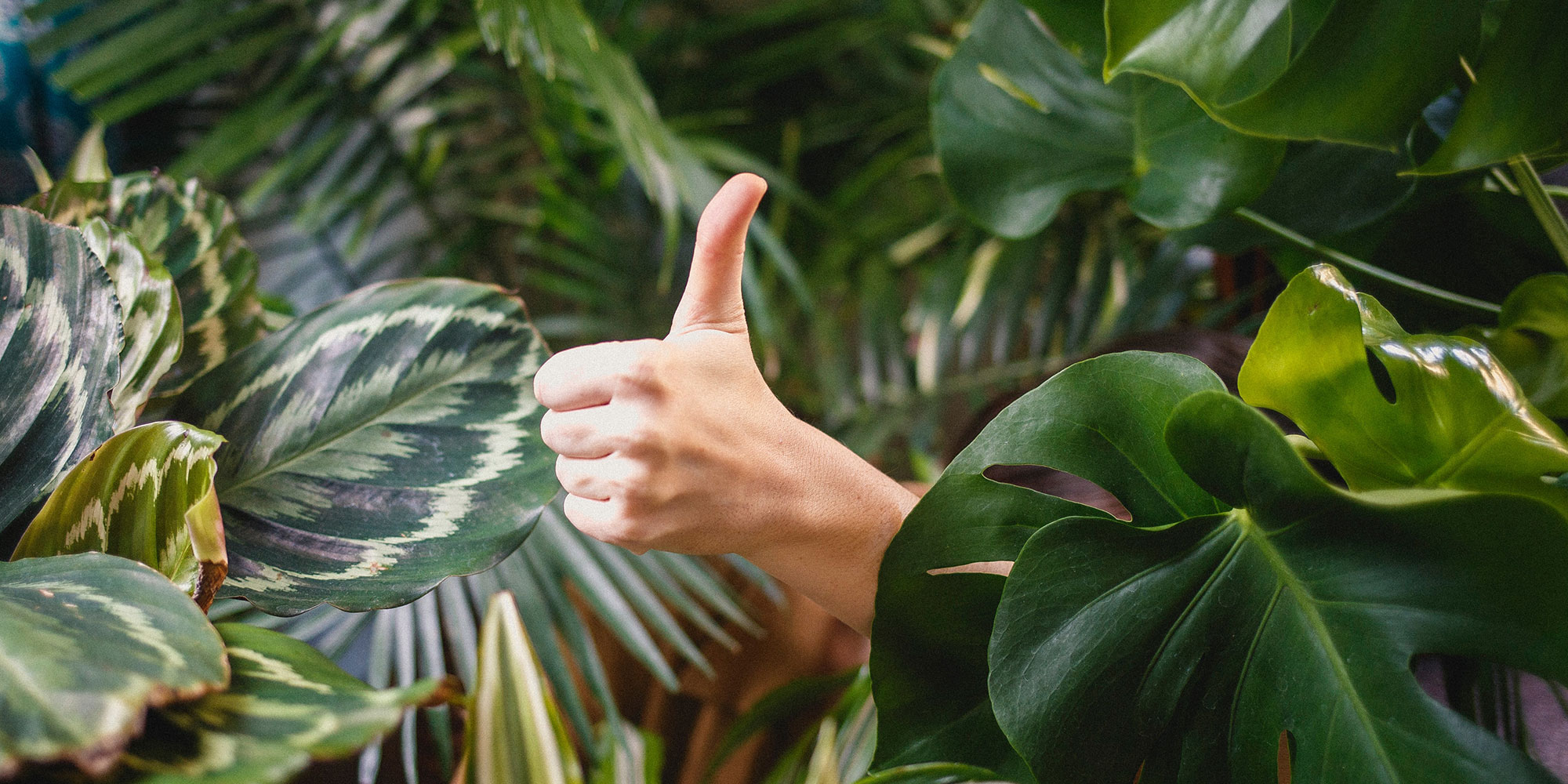 Person giving thumbs up in plants